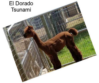 El Dorado Tsunami