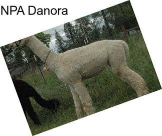 NPA Danora