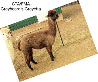 CTA/FMA Greybeard\'s Greyetta