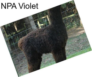 NPA Violet