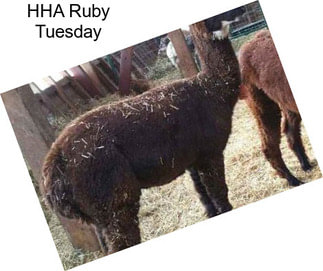 HHA Ruby Tuesday