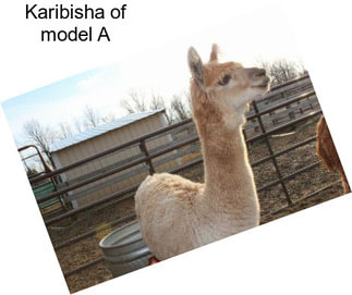 Karibisha of model A