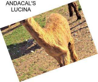 ANDACAL\'S LUCINA