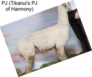 PJ (Tikanui\'s PJ of Harmony)