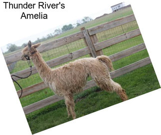 Thunder River\'s Amelia