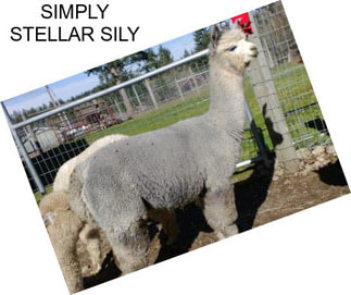 SIMPLY STELLAR SILY