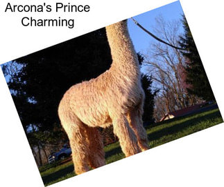 Arcona\'s Prince Charming