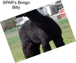 SPAR\'s Bongo Billy