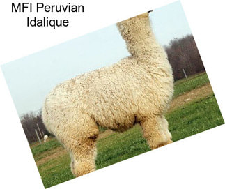 MFI Peruvian Idalique
