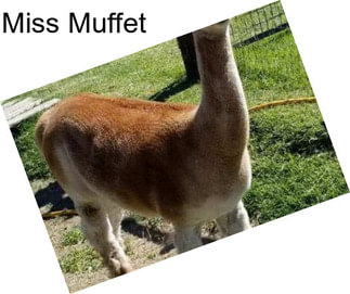 Miss Muffet