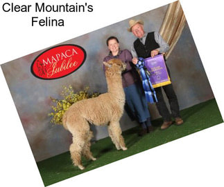 Clear Mountain\'s Felina