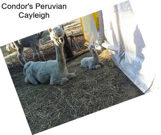 Condor\'s Peruvian Cayleigh