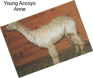 Young Accoyo Anne