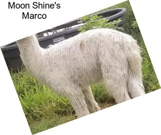 Moon Shine\'s Marco