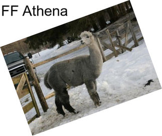 FF Athena