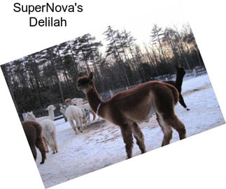 SuperNova\'s Delilah