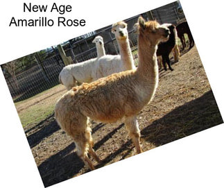 New Age Amarillo Rose