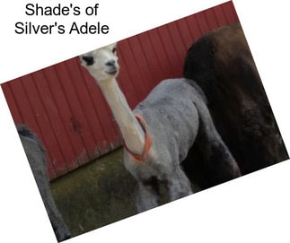 Shade\'s of Silver\'s Adele