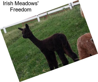 Irish Meadows\' Freedom