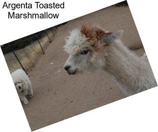 Argenta Toasted Marshmallow