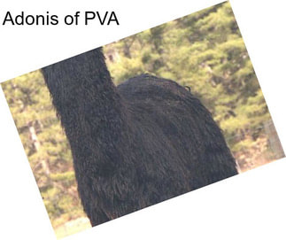 Adonis of PVA