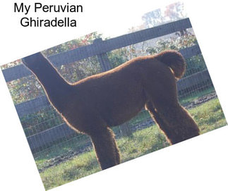 My Peruvian Ghiradella