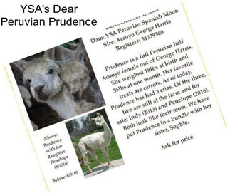 YSA\'s Dear Peruvian Prudence