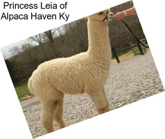 Princess Leia of Alpaca Haven Ky