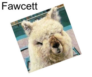 Fawcett