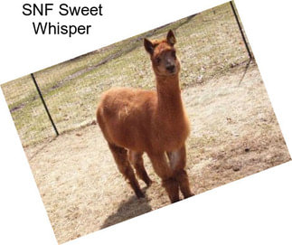 SNF Sweet Whisper