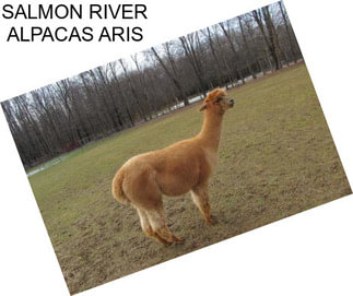 SALMON RIVER ALPACAS ARIS