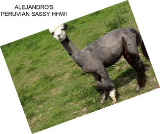 ALEJANDRO\'S PERUVIAN SASSY HHWI