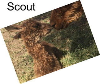 Scout