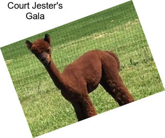 Court Jester\'s Gala