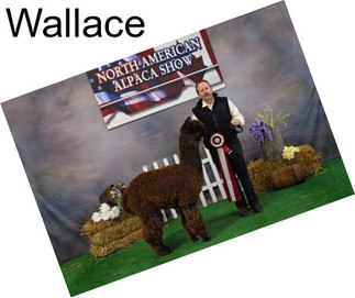 Wallace