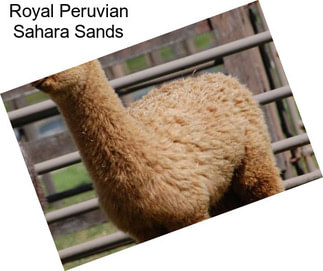 Royal Peruvian Sahara Sands