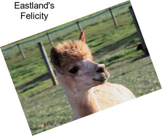 Eastland\'s Felicity