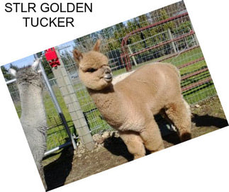 STLR GOLDEN TUCKER