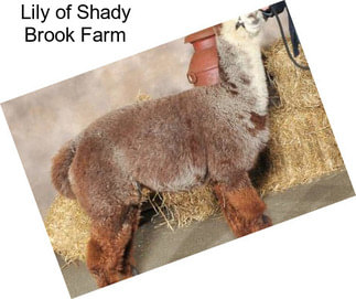 Lily of Shady Brook Farm