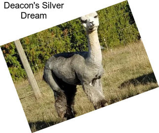 Deacon\'s Silver Dream