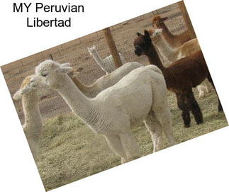 MY Peruvian Libertad