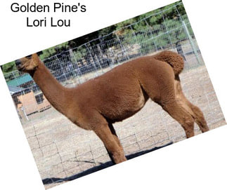 Golden Pine\'s Lori Lou