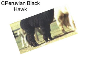 CPeruvian Black Hawk