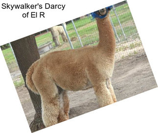 Skywalker\'s Darcy of El R