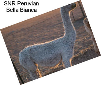 SNR Peruvian Bella Bianca