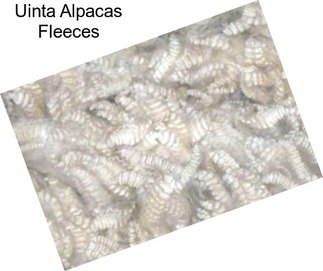 Uinta Alpacas Fleeces