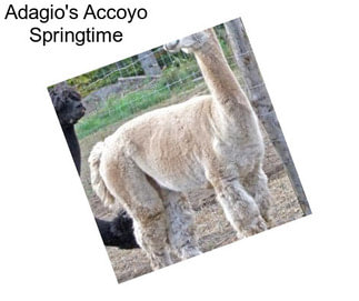 Adagio\'s Accoyo Springtime