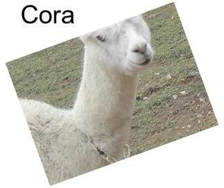 Cora