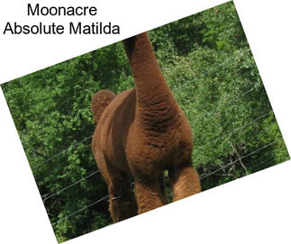 Moonacre Absolute Matilda