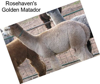 Rosehaven\'s Golden Matador